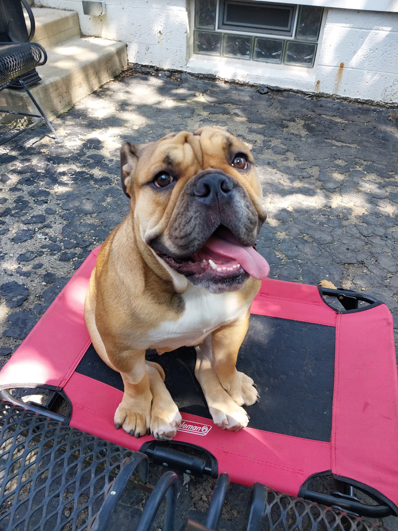 Fendi - Buckeye Bulldog Rescue